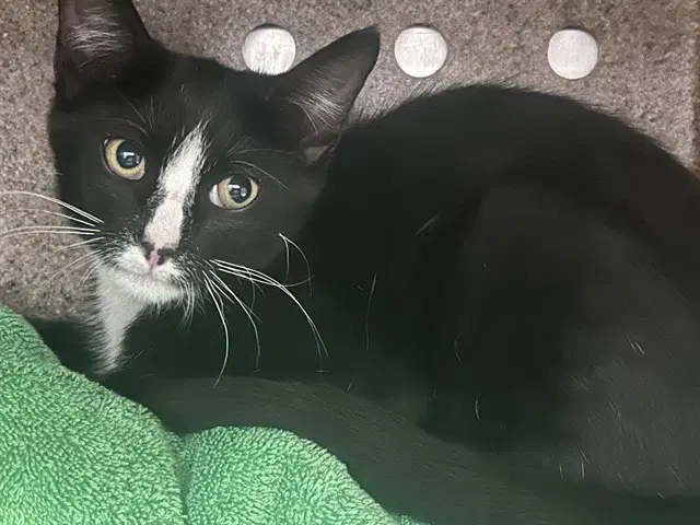 Unknown - Domestic Short Hair