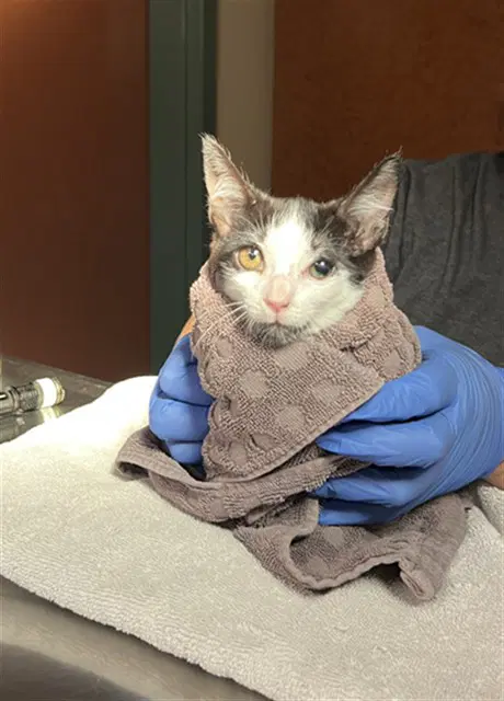 Unknown - Domestic Short Hair