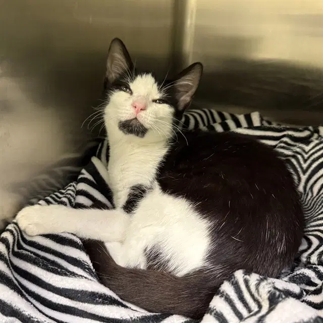 Cutie - Domestic Short Hair