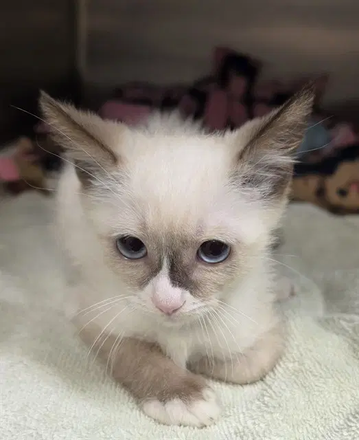 Horchata - Domestic Short Hair