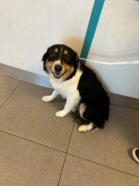 Shadow - Australian Shepherd