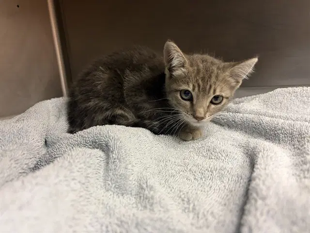 Dougie - Domestic Medium Hair