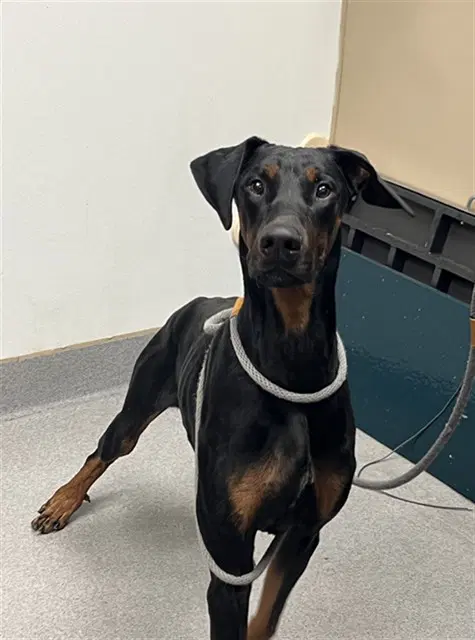 Moonshine - Doberman Pinscher