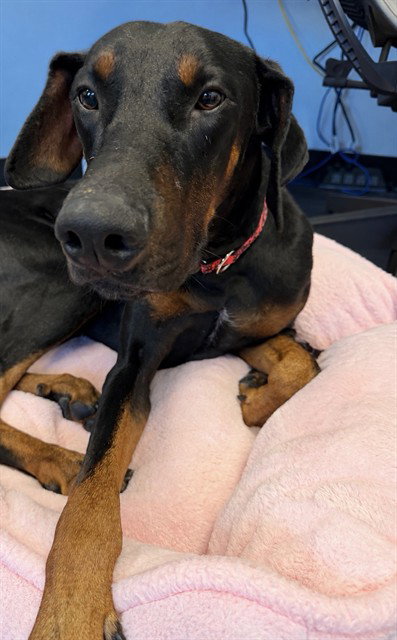 MOONSHINE, a dog for adoption from City of Rancho Cucamonga Animal Shelter