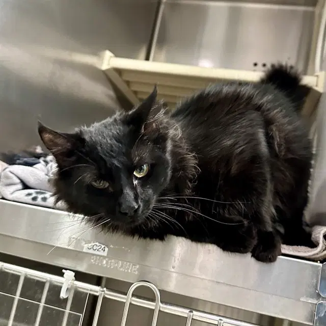 Ruckus - Domestic Medium Hair