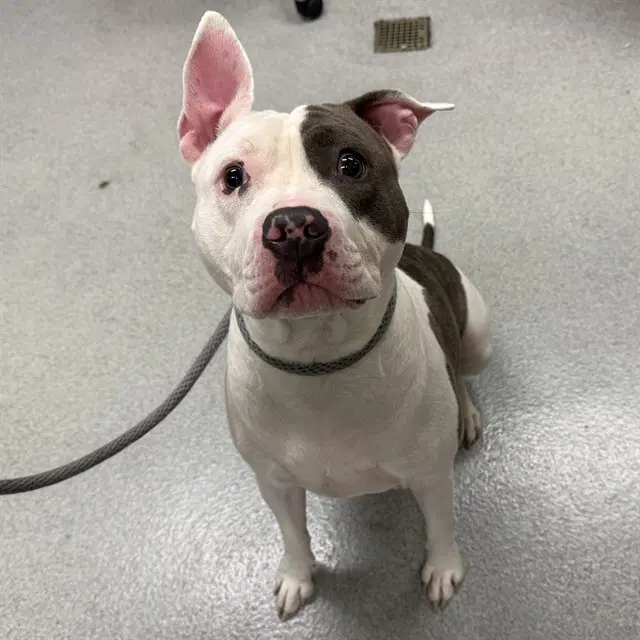 Molly - Pit Bull Terrier