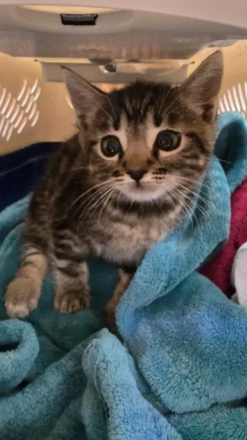 Jerry - Domestic Short Hair