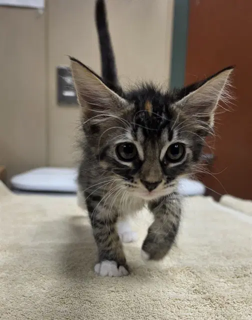 Thunder - Domestic Short Hair