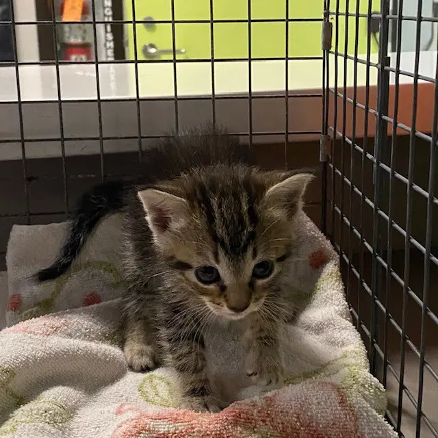 Scootie - Domestic Medium Hair