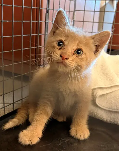 Tangerine - Domestic Medium Hair