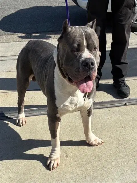 Unknown - Pit Bull Terrier