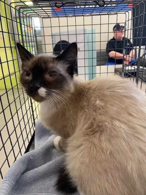 Unknown - Domestic Short Hair