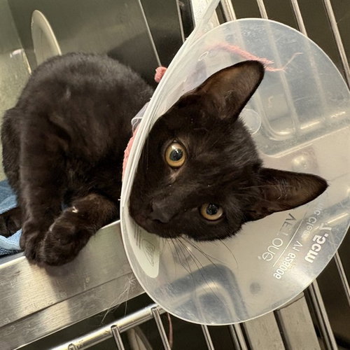 picture of the cat needing adoption