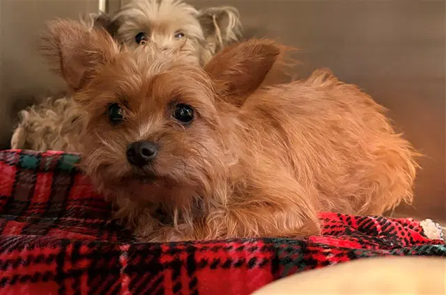 Unknown - Cairn Terrier
