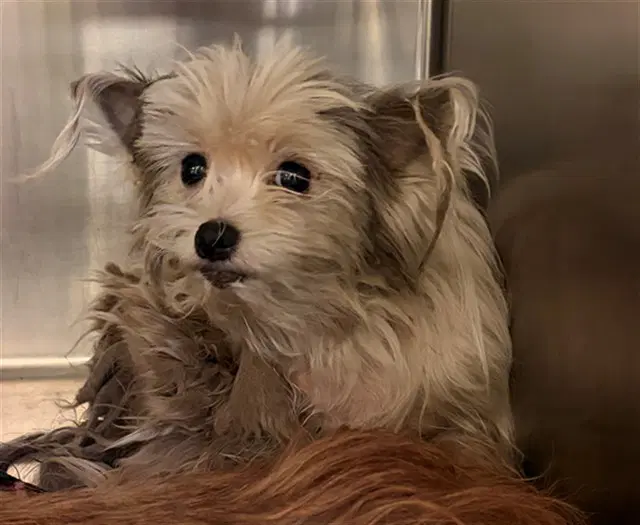 Unknown - Cairn Terrier
