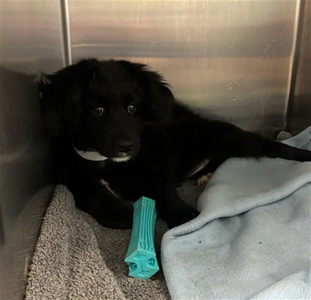 Unknown - Labrador Retriever
