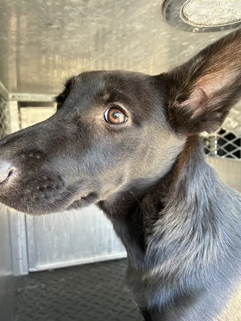 Unknown - German Shepherd Dog
