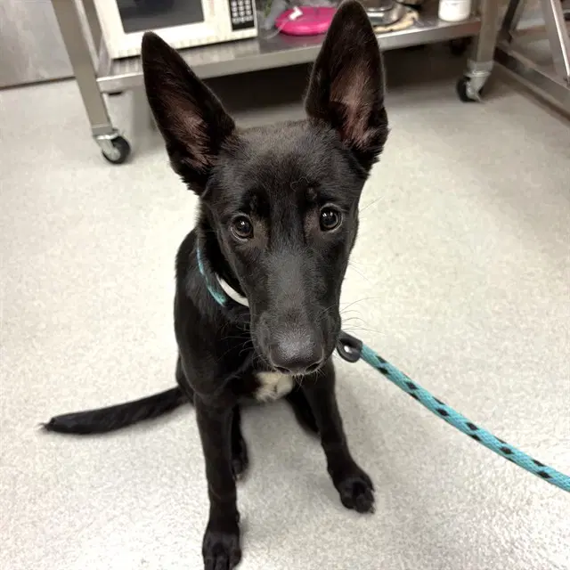 June - German Shepherd Dog