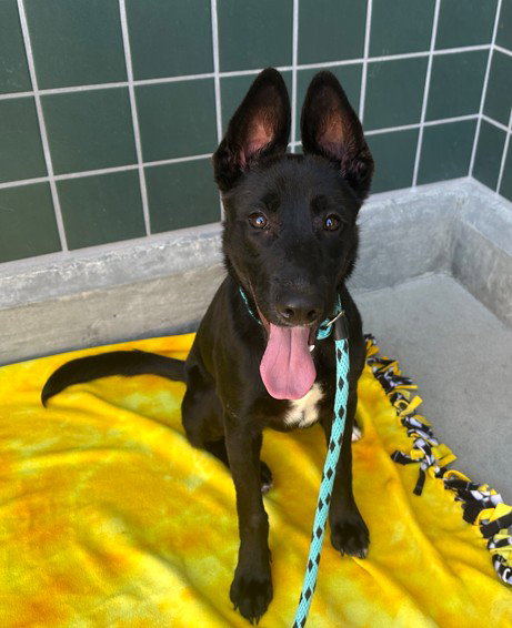JUNE, a dog for adoption from City of Rancho Cucamonga Animal Shelter