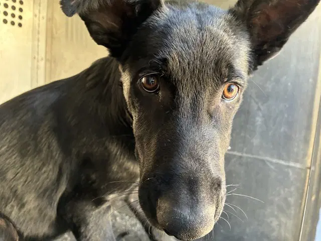 Unknown - German Shepherd Dog
