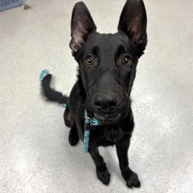 Johnny - German Shepherd Dog