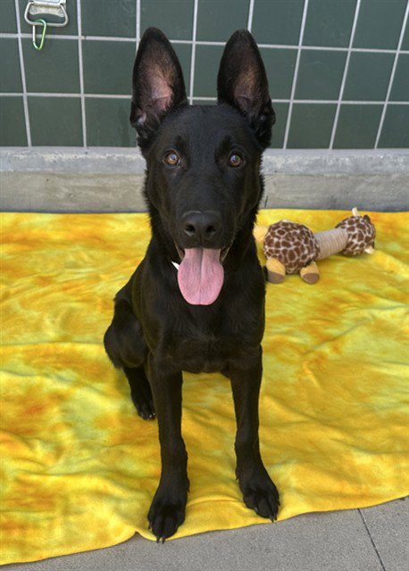 JOHNNY, a dog for adoption from City of Rancho Cucamonga Animal Shelter