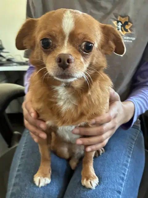 Unknown - Chihuahua