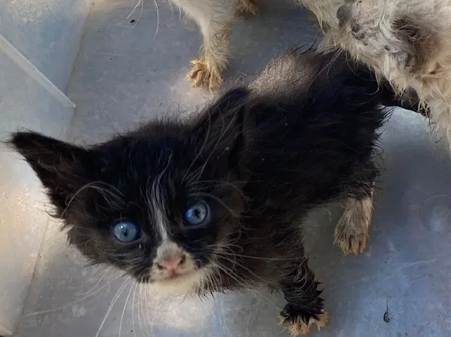 Unknown - Domestic Short Hair