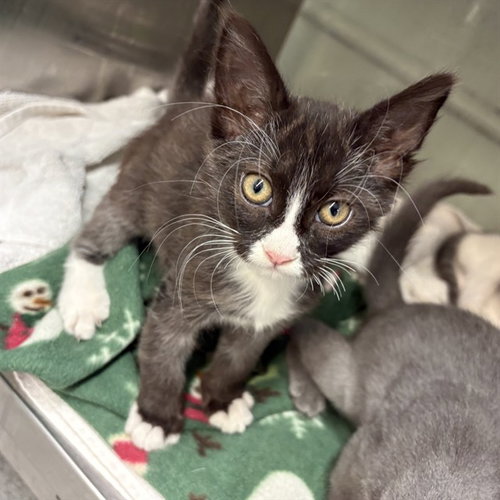 GEORGE, a cat for adoption from City of Rancho Cucamonga Animal Shelter