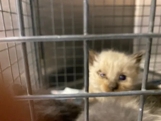Unknown - Siamese