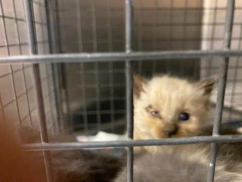 picture of the cat needing adoption