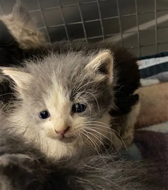 Unknown - Domestic Short Hair