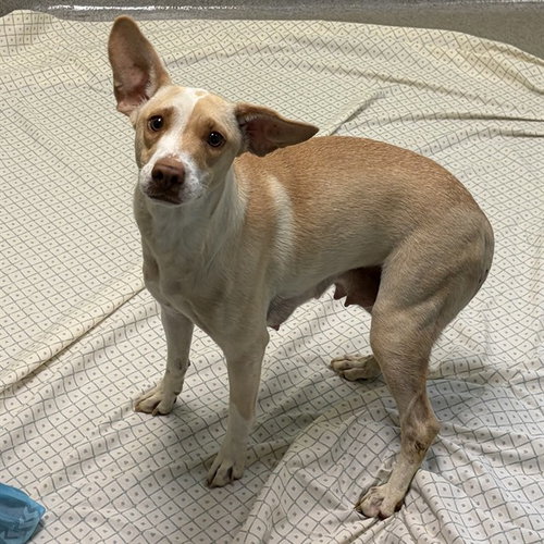 DOLLY, a dog for adoption from City of Rancho Cucamonga Animal Shelter