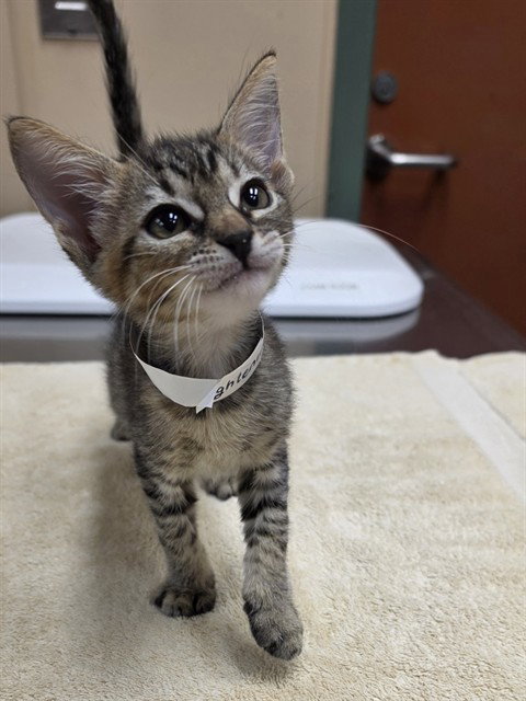 picture of the cat needing adoption