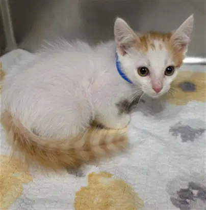 Sheldon - Domestic Short Hair