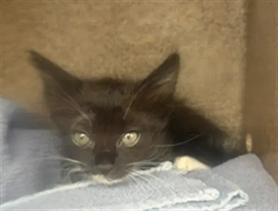 Unknown - Domestic Short Hair