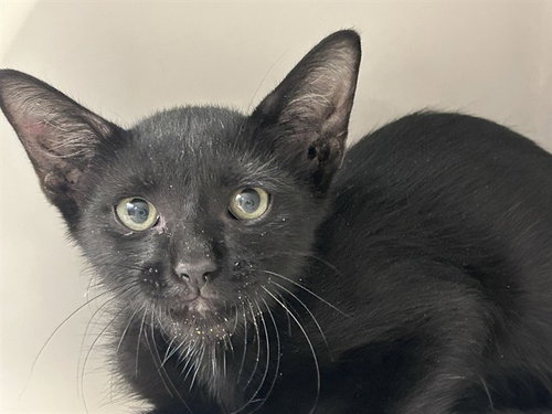 picture of the cat needing adoption