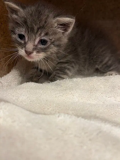 Unknown - Domestic Short Hair