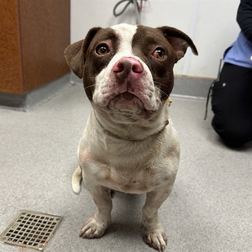 DALLAS, a dog for adoption from City of Rancho Cucamonga Animal Shelter