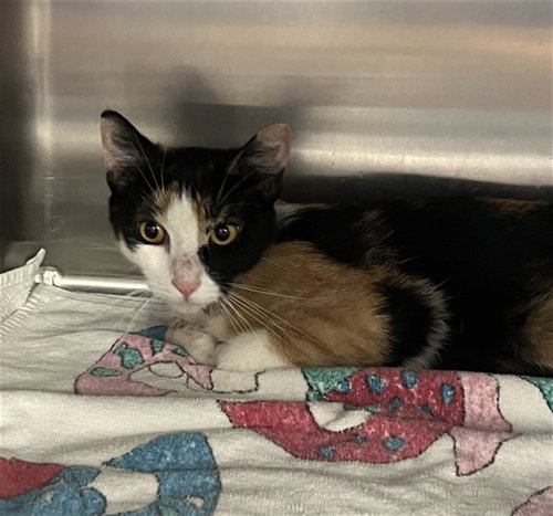 QUEENIE, a cat for adoption from City of Rancho Cucamonga Animal Shelter