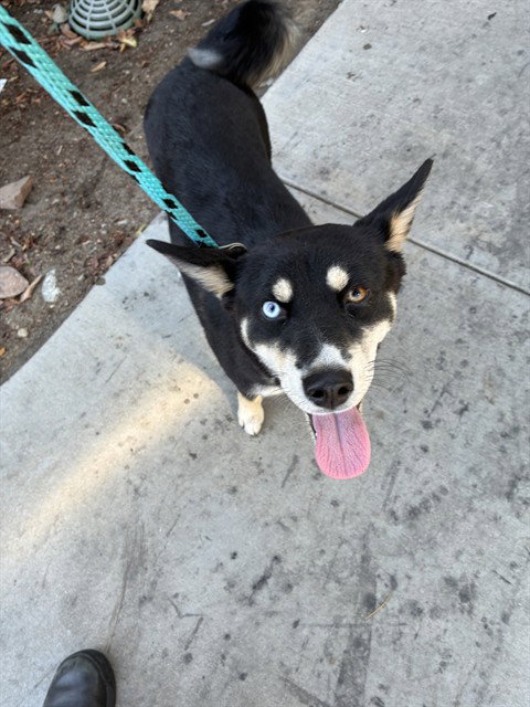 ECHO, a dog for adoption from City of Rancho Cucamonga Animal Shelter