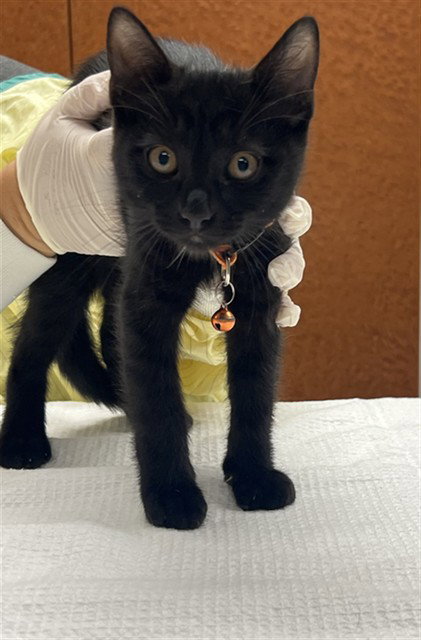 DOLCE, a cat for adoption from City of Rancho Cucamonga Animal Shelter