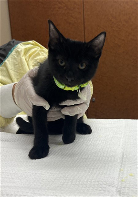 GABBANA, a cat for adoption from City of Rancho Cucamonga Animal Shelter