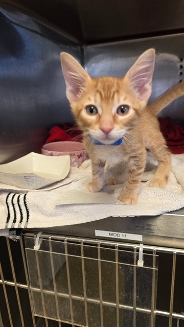 picture of the cat needing adoption