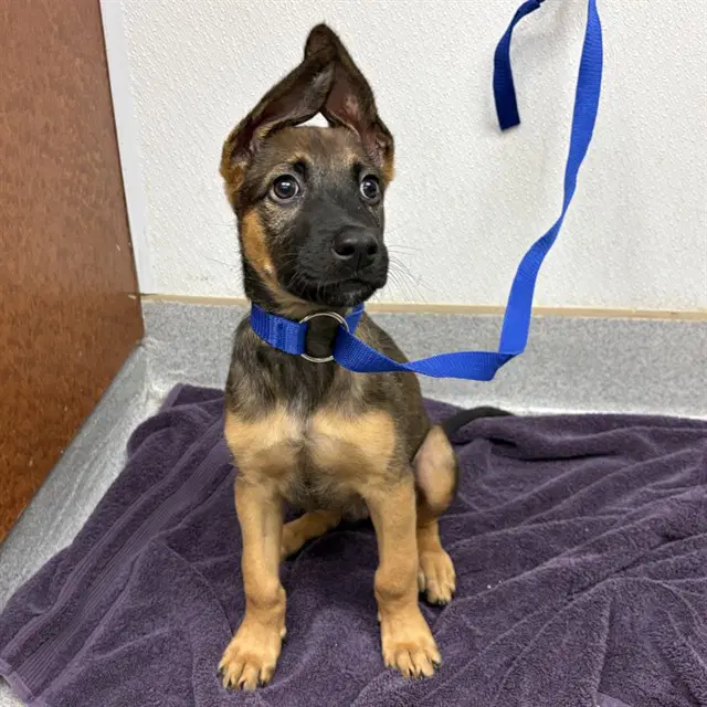 Ashton - German Shepherd Dog