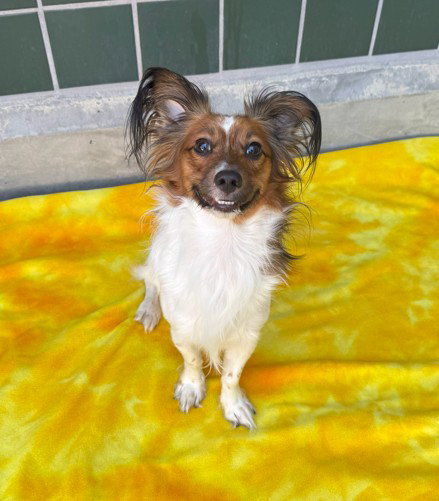 PAPPI, a dog for adoption from City of Rancho Cucamonga Animal Shelter