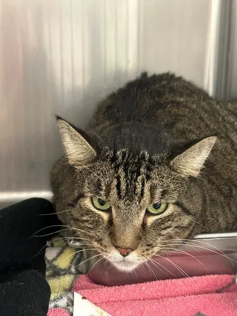 Stanley - Domestic Short Hair