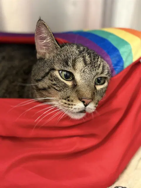 Stanley - Domestic Short Hair