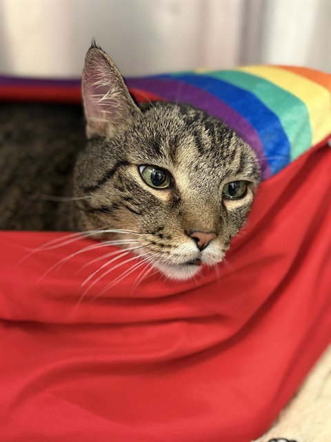 STANLEY, a cat for adoption from City of Rancho Cucamonga Animal Shelter