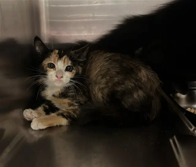 Unknown - Domestic Short Hair
